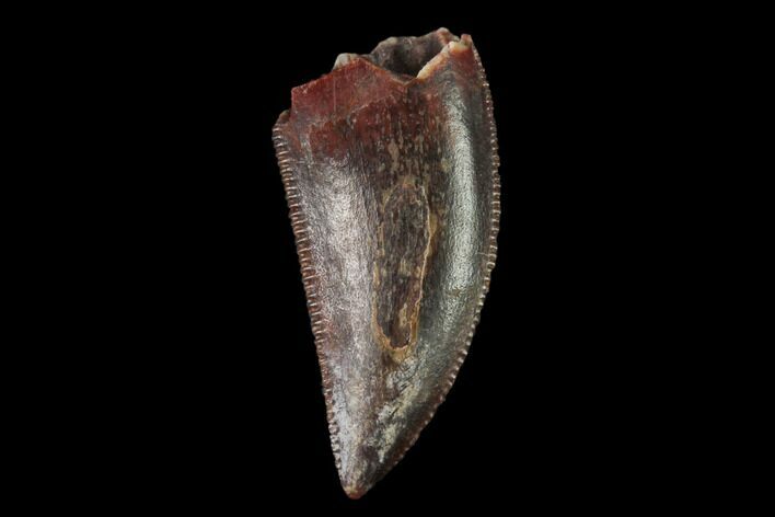 Serrated, Raptor Tooth - Real Dinosaur Tooth #158940